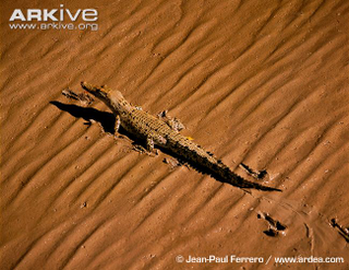 Illustration for article titled Sunday Crocodilian - Crocodylus porosus Edition